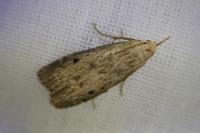 Aphomia sociella