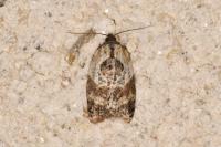 Acleris variegana