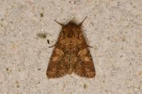 Conisania luteago