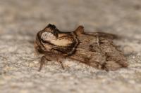 Drymonia velitaris