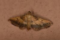 Endotricha flammealis