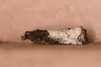 Notocelia roborana
