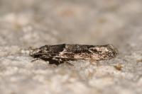 Recurvaria nanella