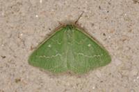 Thetidia smaragdaria
