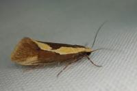 Harpella forficella