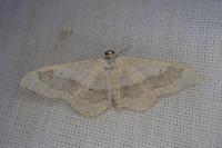 Idaea aversata