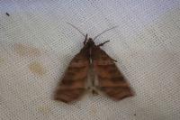 Ipimorpha retusa