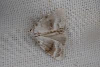 Meganola albula