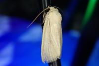 Mythimna pallens