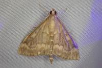 Ostrinia nubilalis/scapulalis