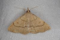 Paracolax tristalis