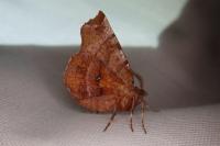 Selenia dentaria