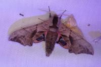 Smerinthus ocellatus