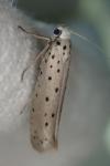 Yponomeuta