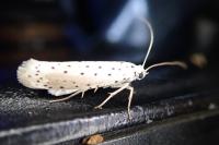 Yponomeuta rorrella