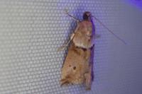 Acrobasis