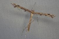 Amblyptilia acanthadactyla