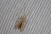 Coleophora