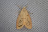 Miltochrista miniata