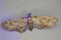 Eupithecia inturbata