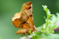 Selenia lunularia