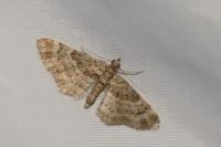 Gymnoscelis rufifasciata