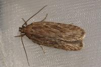 Depressaria
