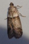 Acrobasis consociella