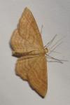 Idaea ochrata
