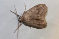 Pachycnemia hippocastanaria