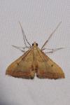 Endotricha flammealis