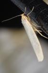 Eilema caniola