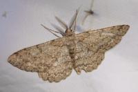 Hypomecis punctinalis