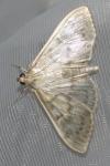 Patania ruralis