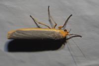 Manulea complana