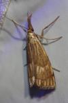 Chrysocrambus linetella