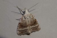 Meganola albula