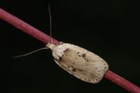 Agonopterix yeatiana