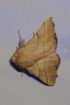 Malacosoma neustria