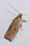 Agonopterix scopariella