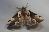 Thyatira batis