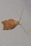 Carcina quercana