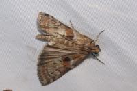 Phycita roborella