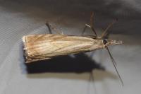Chrysoteuchia culmella