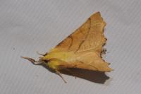 Ennomos alniaria