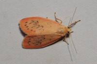 Miltochrista miniata