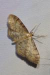 Idaea fuscovenosa