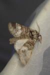 Drymonia querna