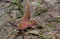 Deilephila elpenor