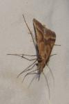 Synaphe punctalis